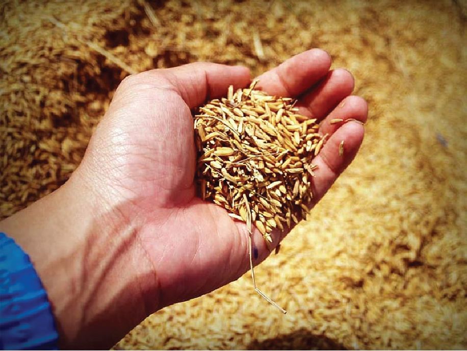 Rice Husk (Sekam Padi)